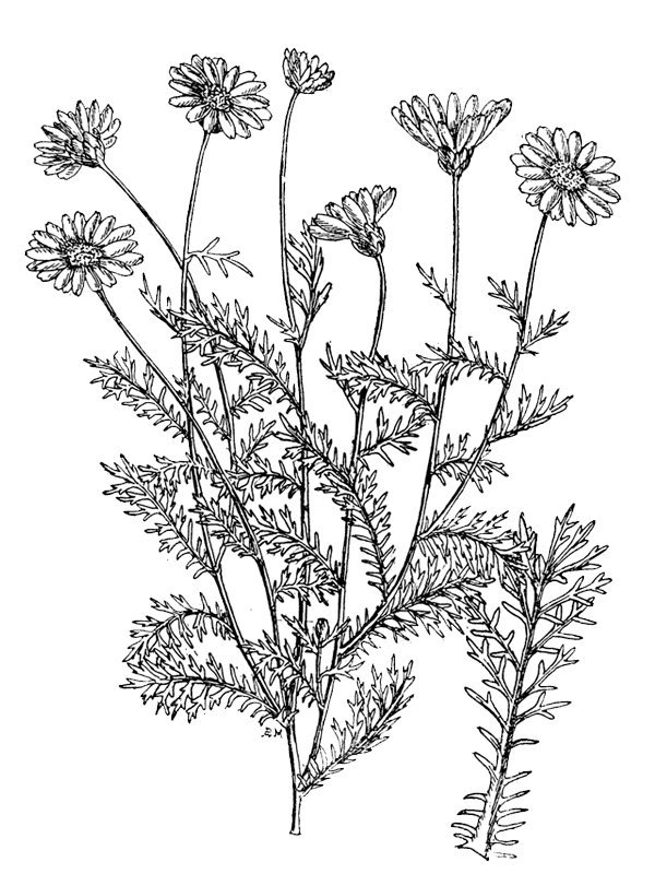 Ursinia pulchra