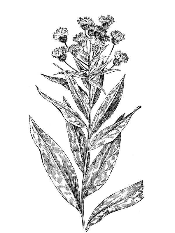 Vernonia noveboracensis