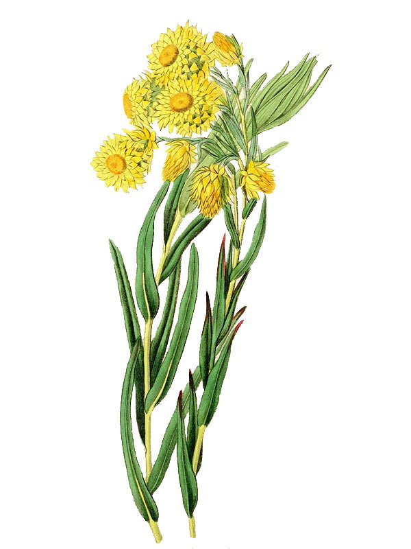 Waitzia nitida