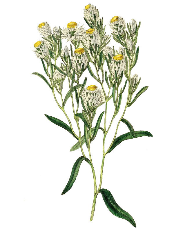 Waitzia suaveolens