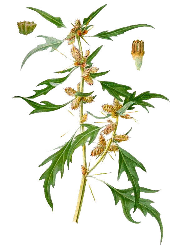 Xanthium spinosum