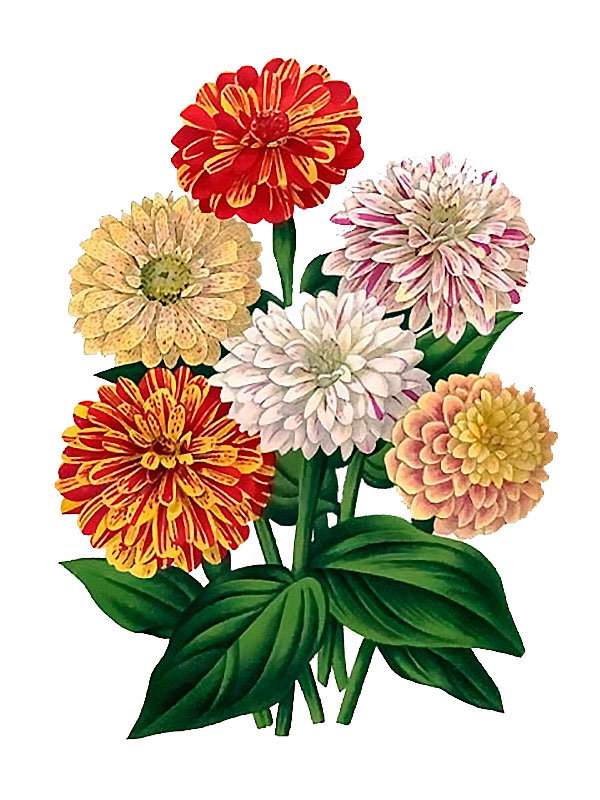 Zinnia elegans