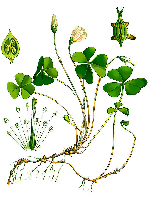 Oxalis acetosella