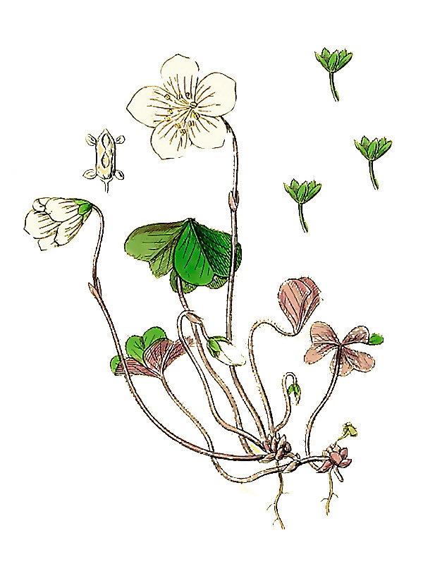 Oxalis acetosella