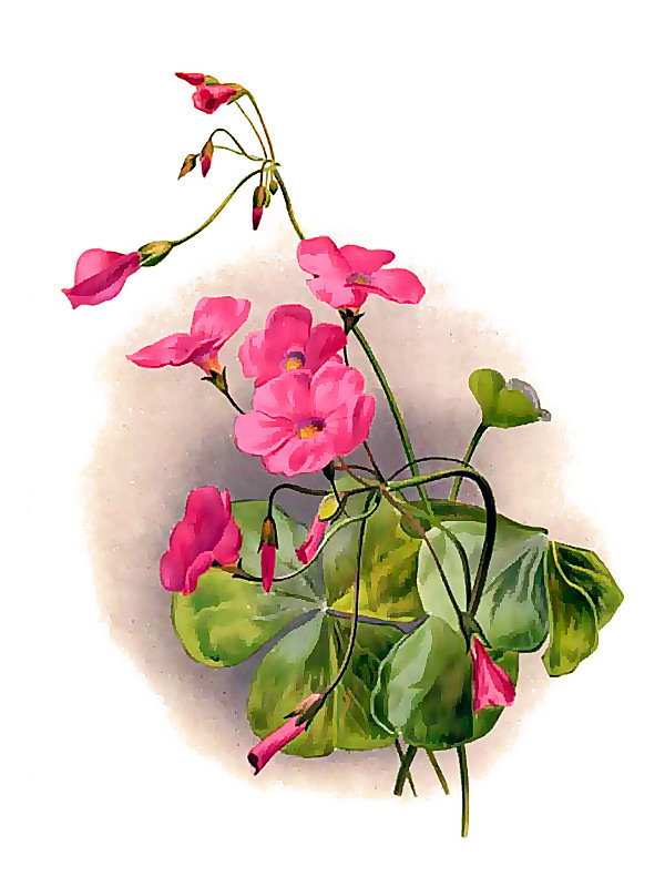 Oxalis bowieana