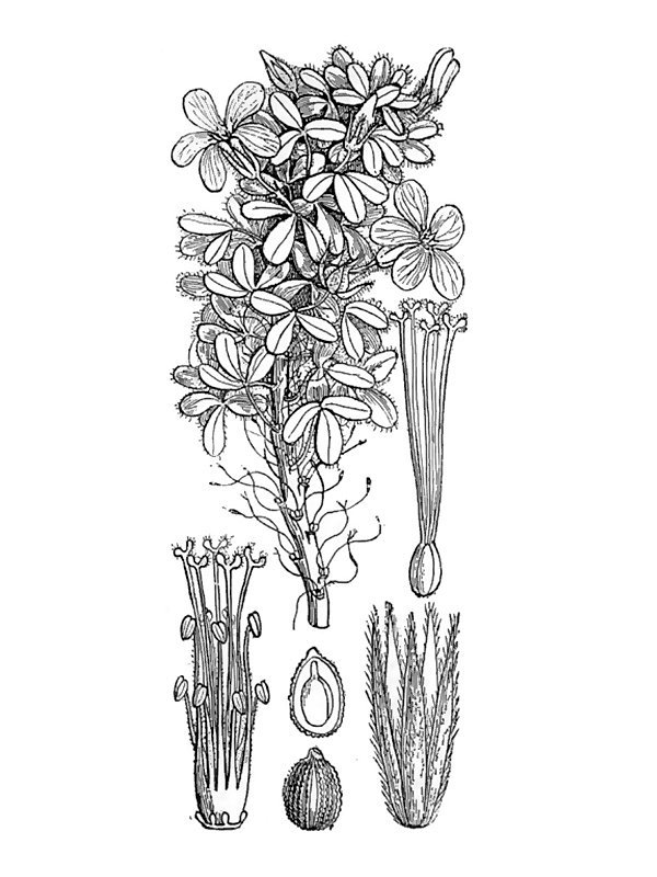 Oxalis confertissima