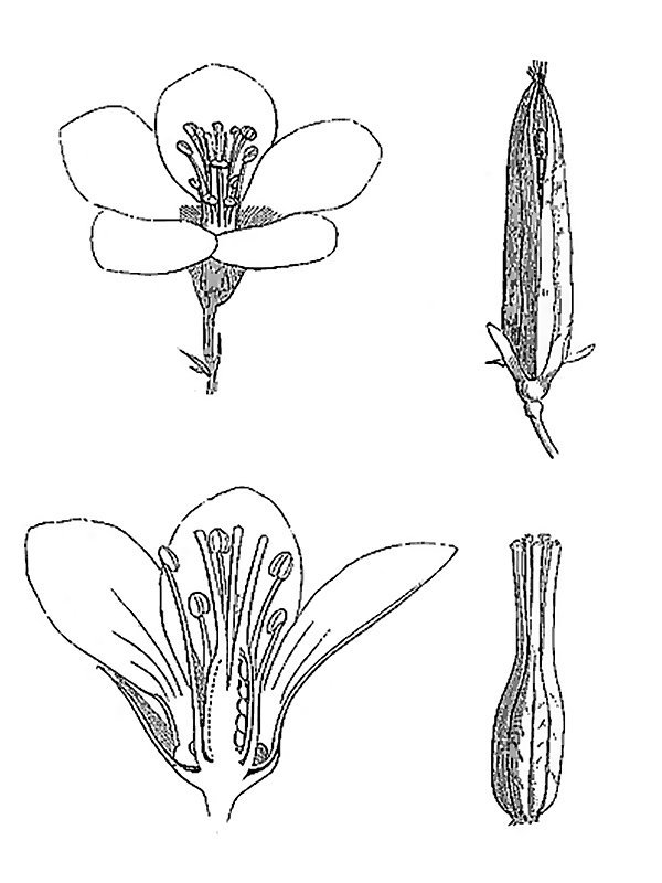Oxalis corniculata