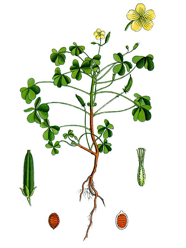 Oxalis corniculata