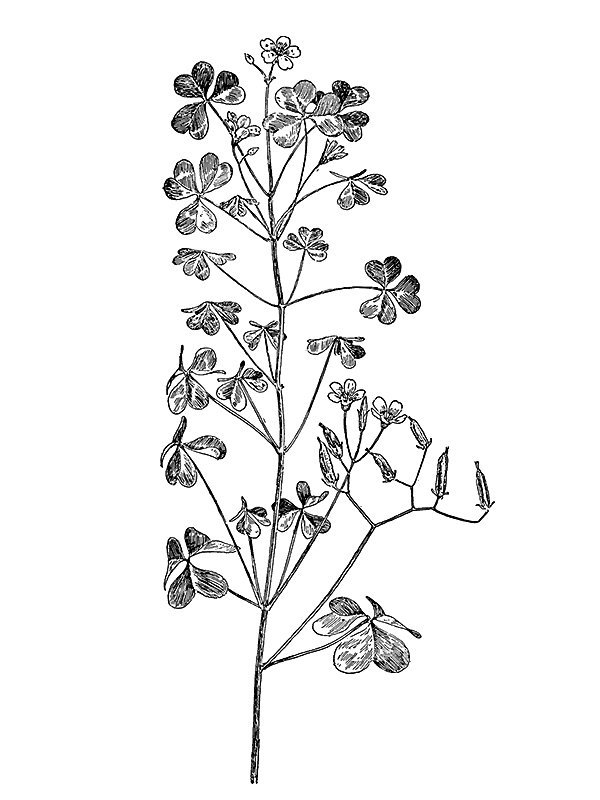 Oxalis corniculata
