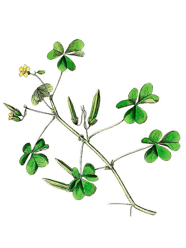 Oxalis corniculata
