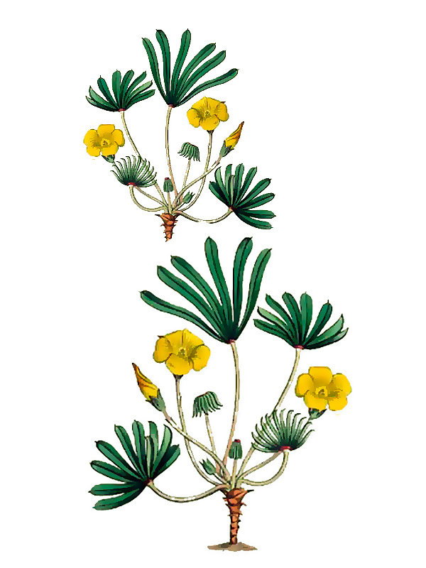 Oxalis flava