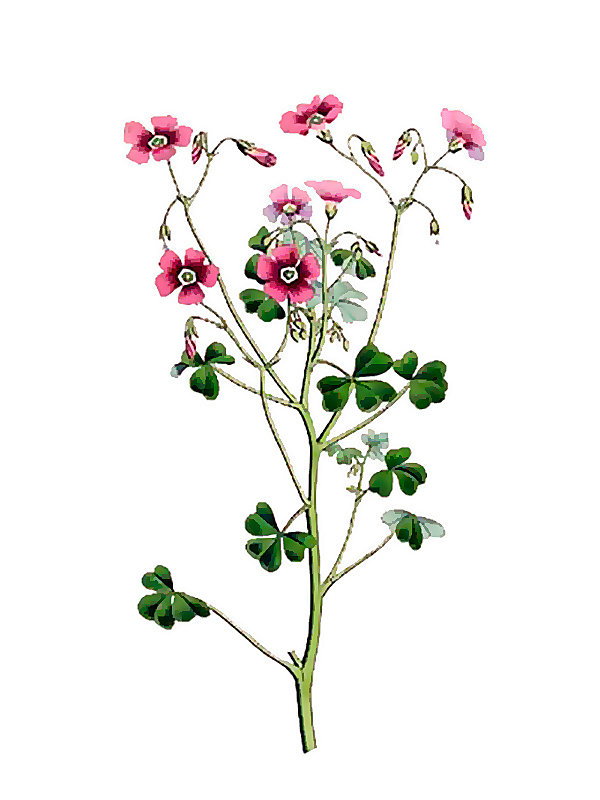 Oxalis floribunda