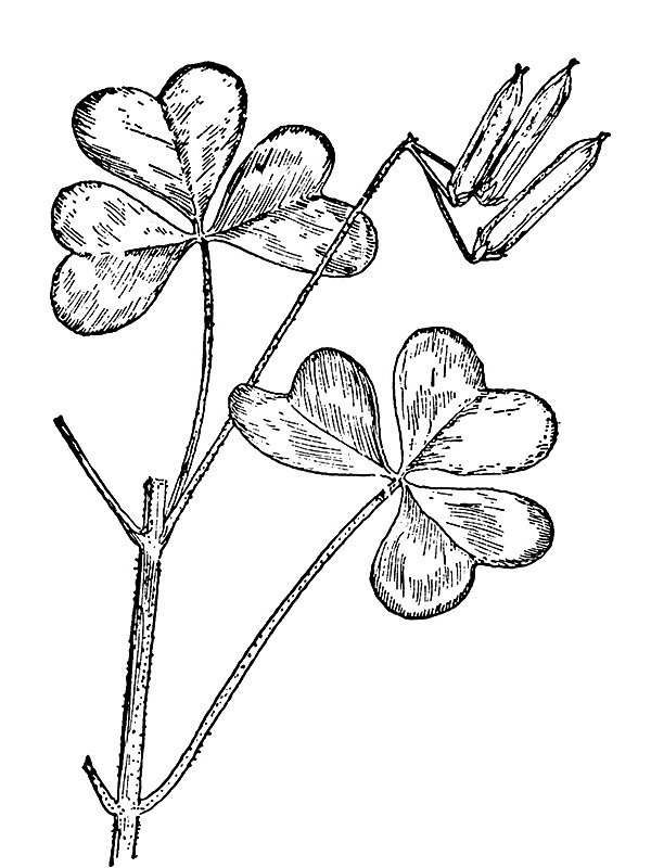 Oxalis grandis