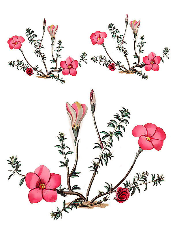 Oxalis hirta
