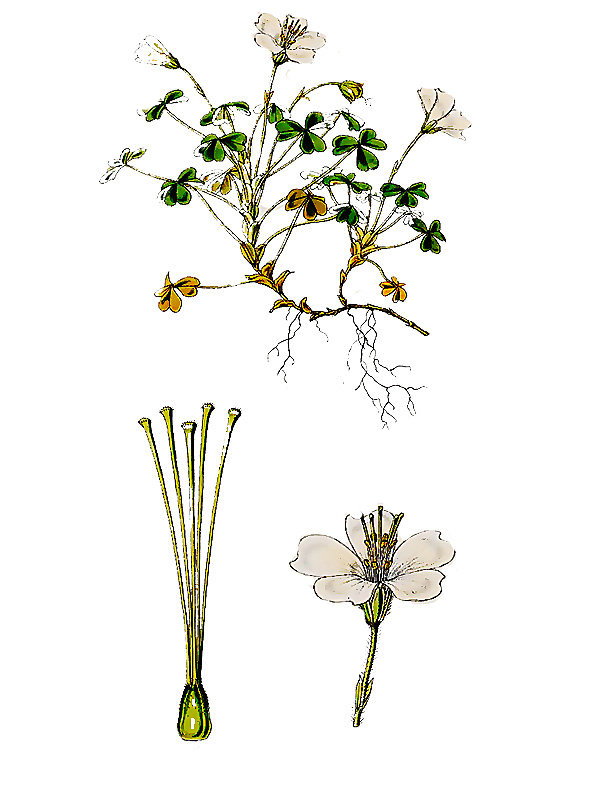 Oxalis magellanica