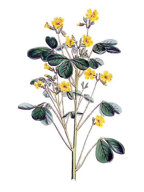 Oxalis plumieri