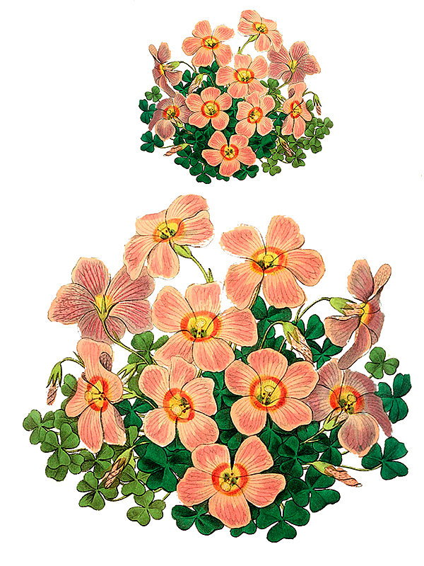 Oxalis punctata