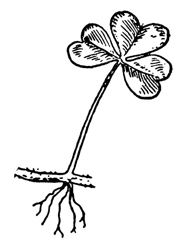 Oxalis repens
