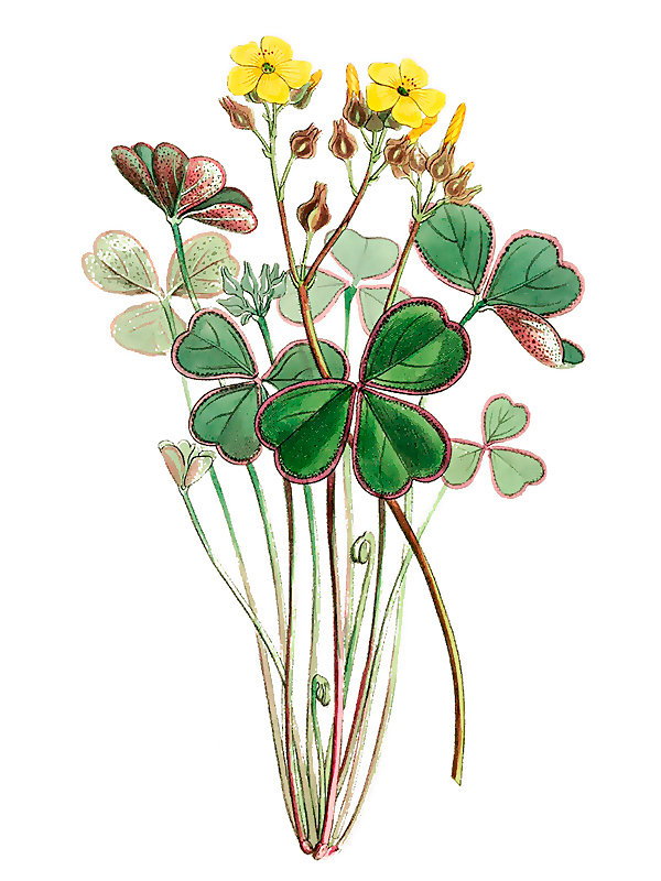 Oxalis rubrocincta