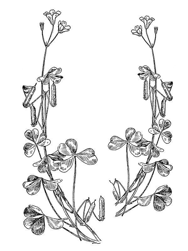 Oxalis stricta