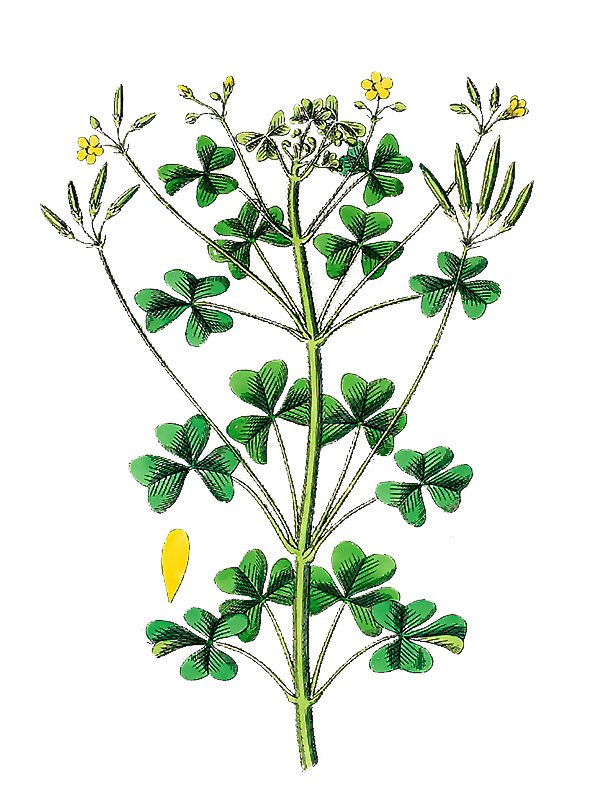 Oxalis stricta