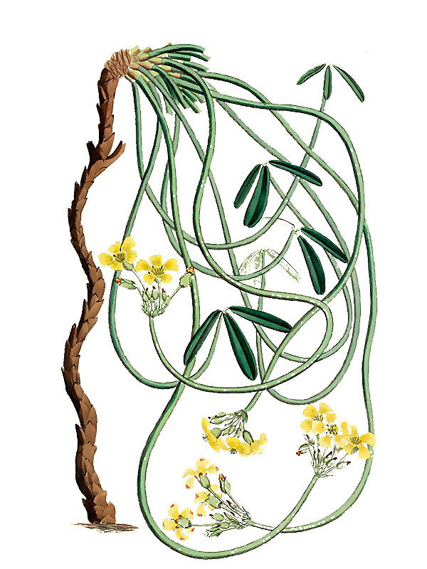 Oxalis tortuosa