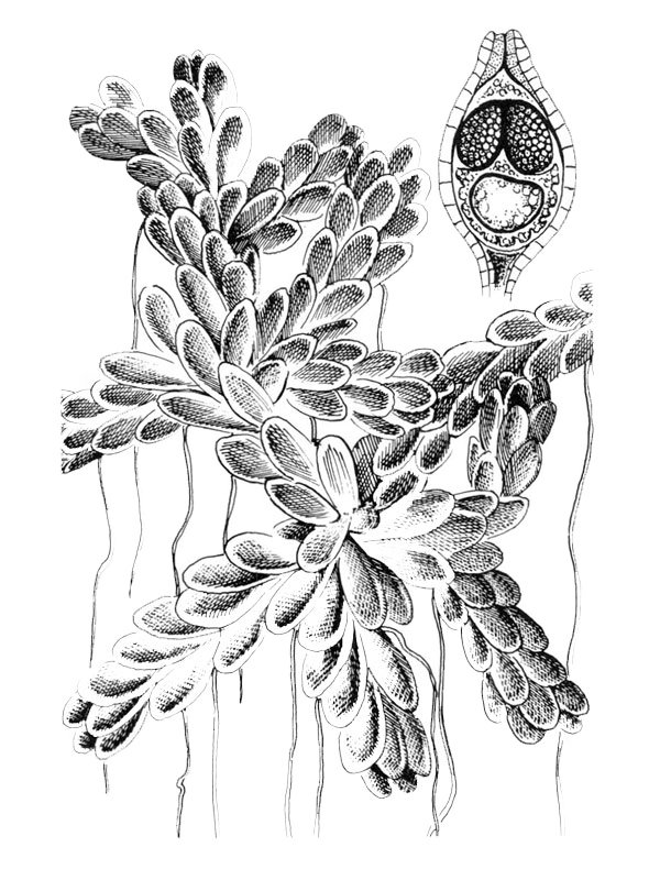 Azolla filiculoides