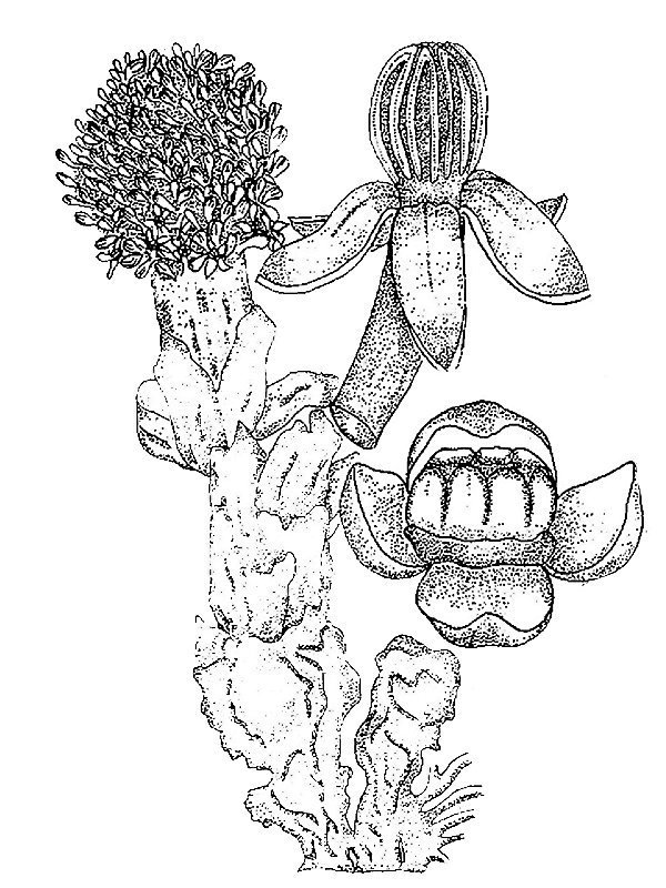 Balanophora fangosa