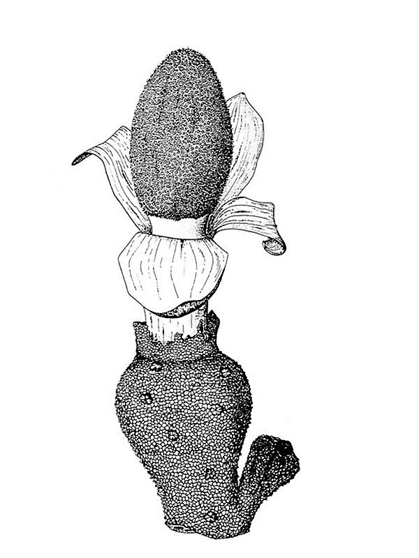 Balanophora papuana