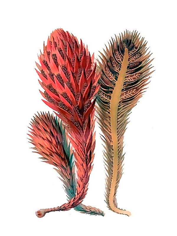 Hachettea austrocaledonica