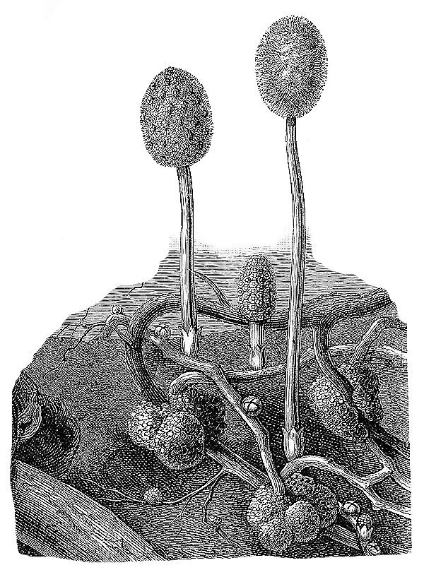 Helosis gujanensis