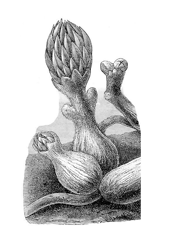 Langsdorffia hypogaea