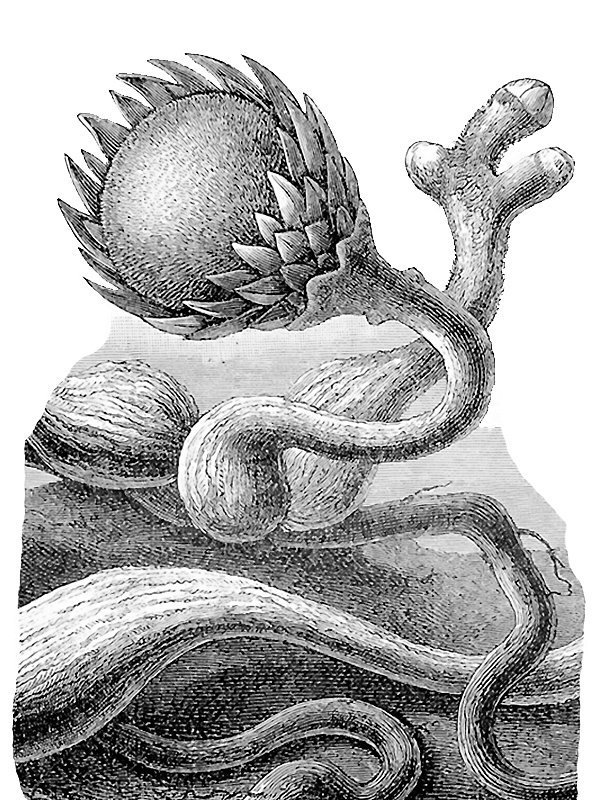 Langsdorffia hypogaea