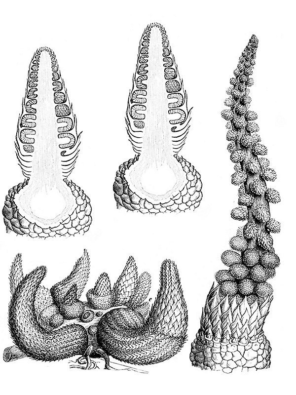 Lophophytum mirabile