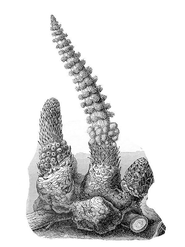 Lophophytum mirabile