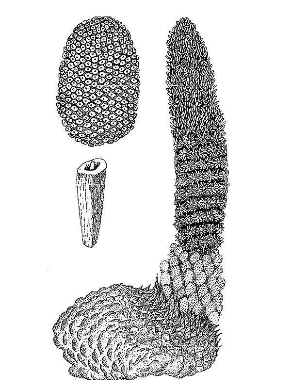 Lophophytum mirabile
