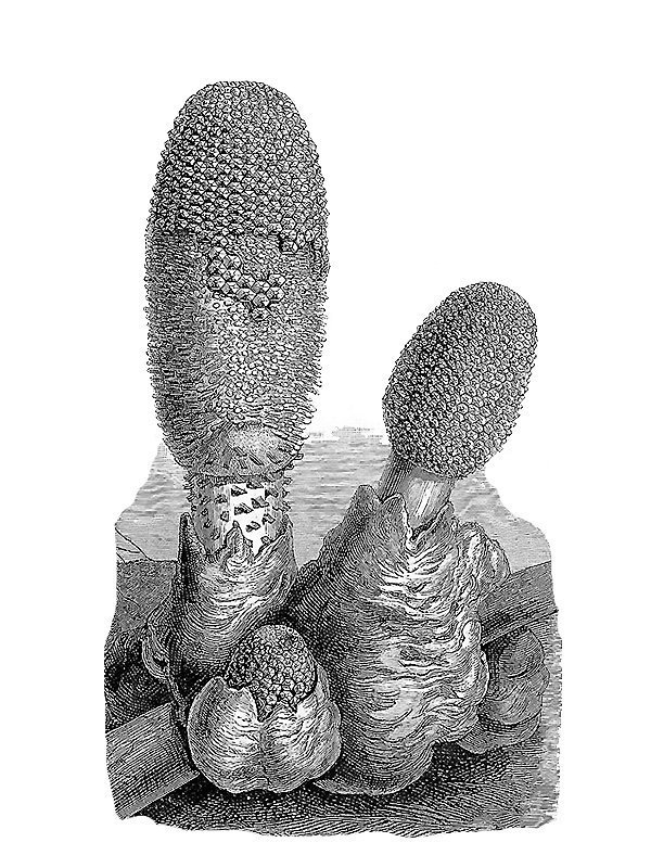 Rhopalocnemis phalloides