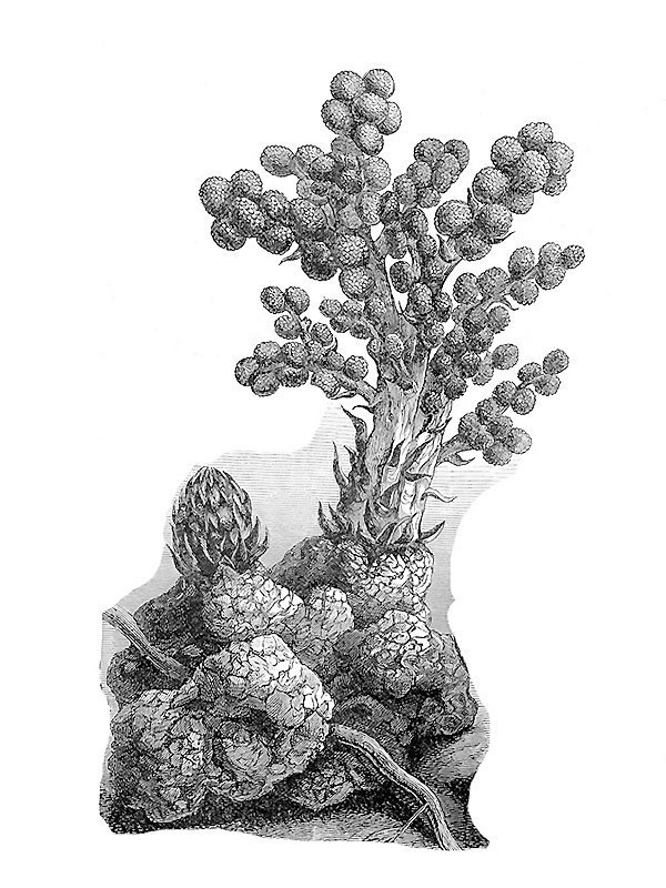 Sarcophyte sanguinea