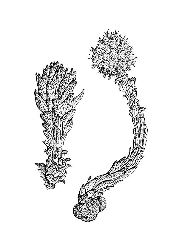 Scybalium depressum