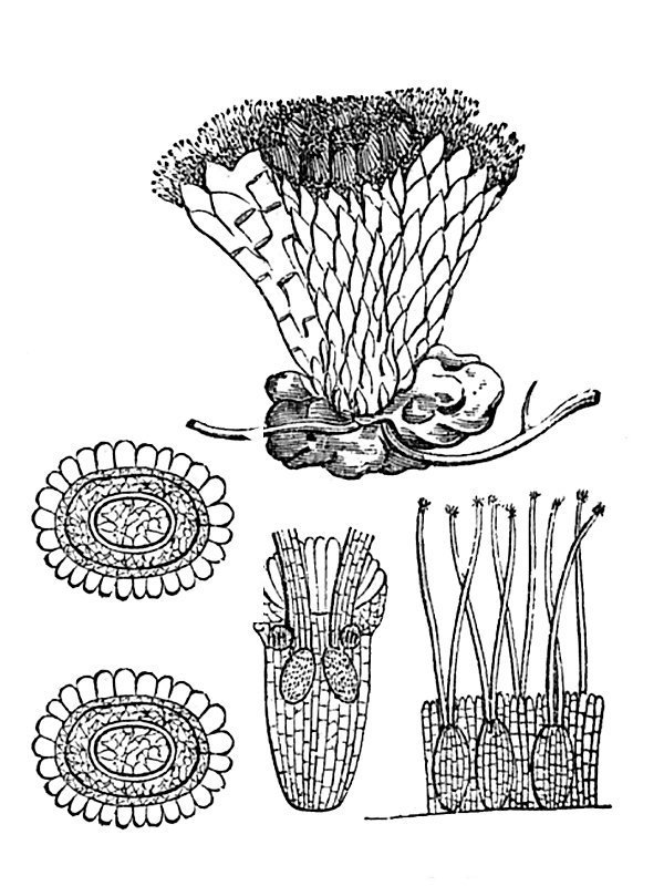 Scybalium fungiforme