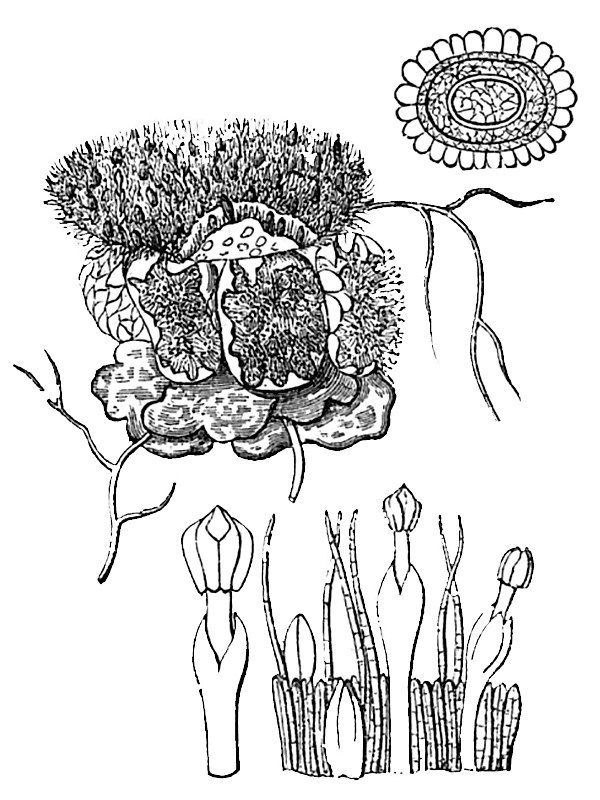 Scybalium fungiforme