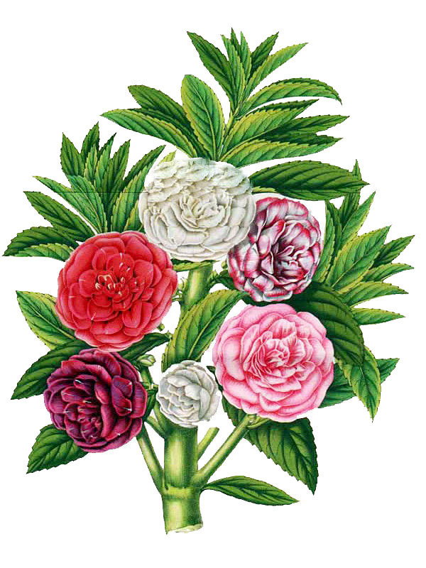Impatiens balsamina