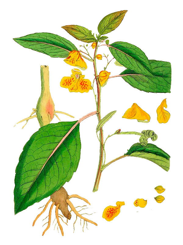 Impatiens fulva