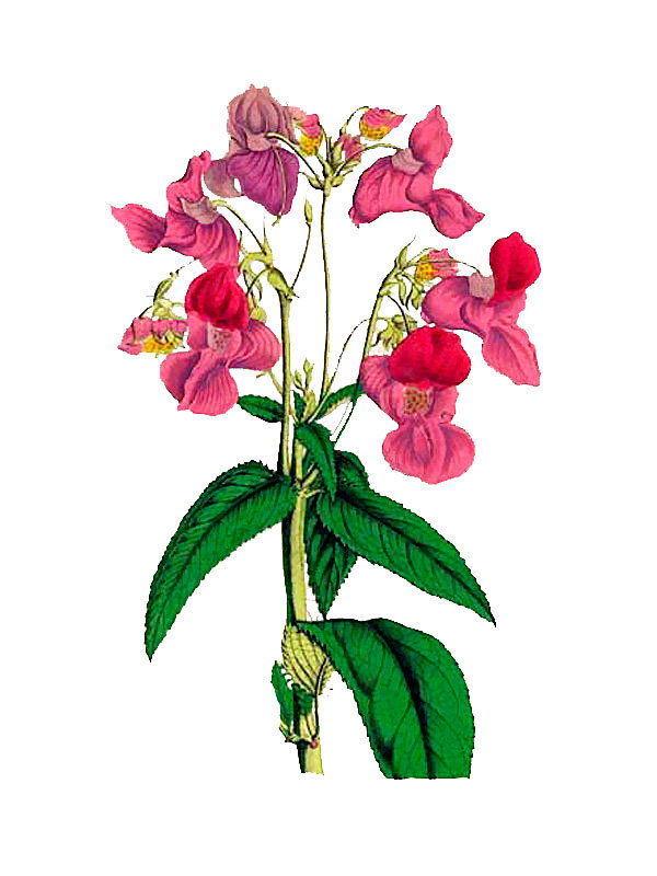 Impatiens glandulifera