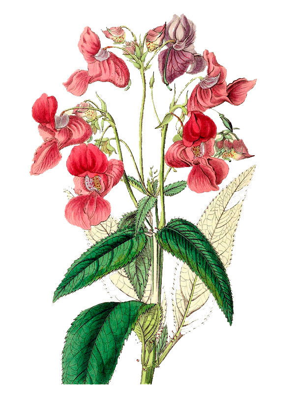 Impatiens glandulifera