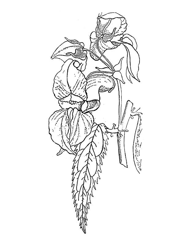 Impatiens macrochila