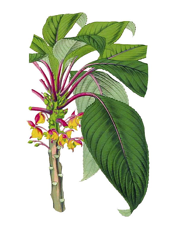 Impatiens macrophylla