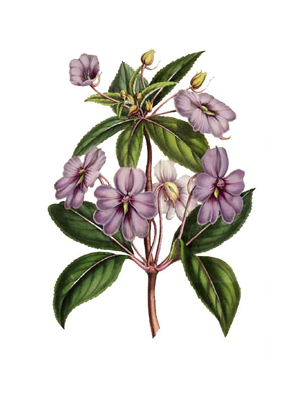 Impatiens platypetala