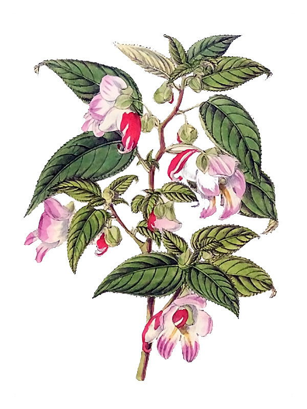 Impatiens psittacina