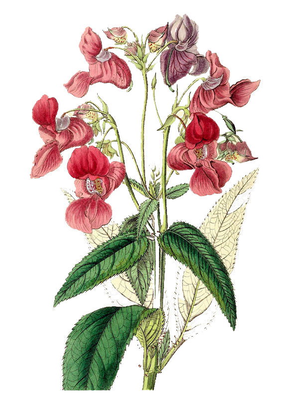 Impatiens roylei